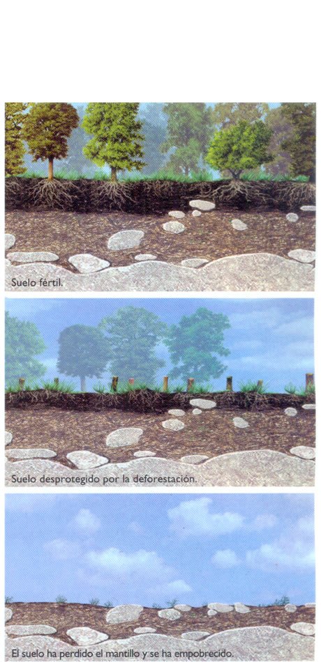 Erosión del suelo por deforestación